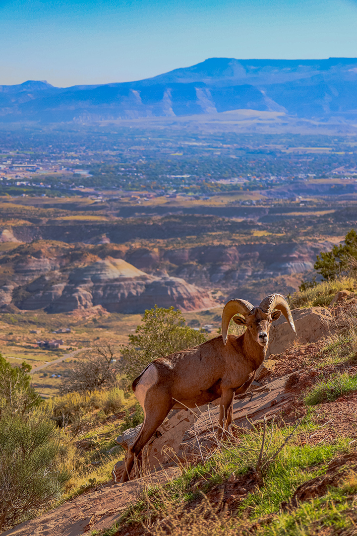 big-horn-sheep-at-colorado-national-monument-Image-by-filmgj.com